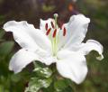 IMG_5294 bright white flower